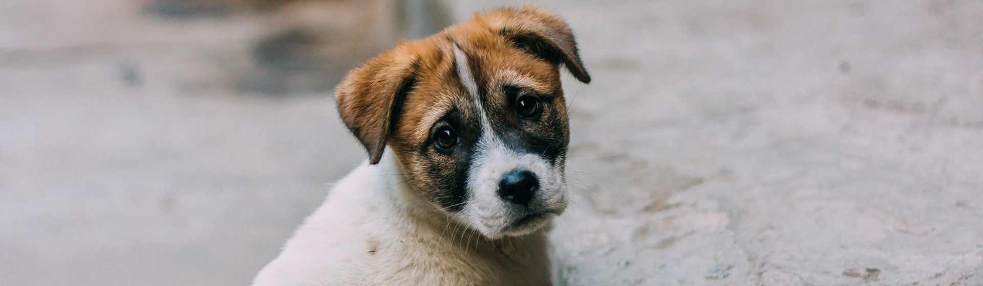 Cómo actuar si encuentras un perro abandonado en la calle Yo amo a