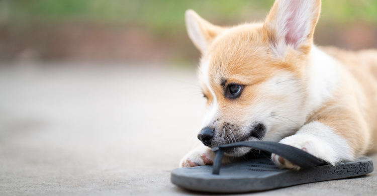 Cómo educar a tu perro para que no muerda los zapatos Yo amo a las