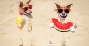 Tu mascota se lo pasará en grande (Istock)