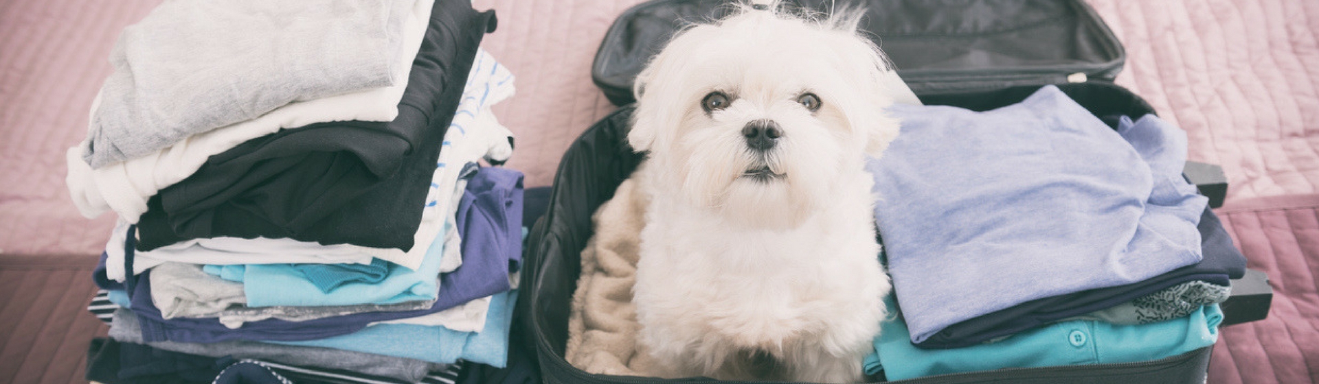 Estas vacaciones no te despegues de tu mascota (Istock)