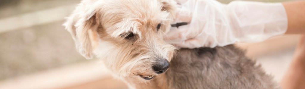 5 consejos para proteger a tu perro de las pulgas y garrapatas (Istock)