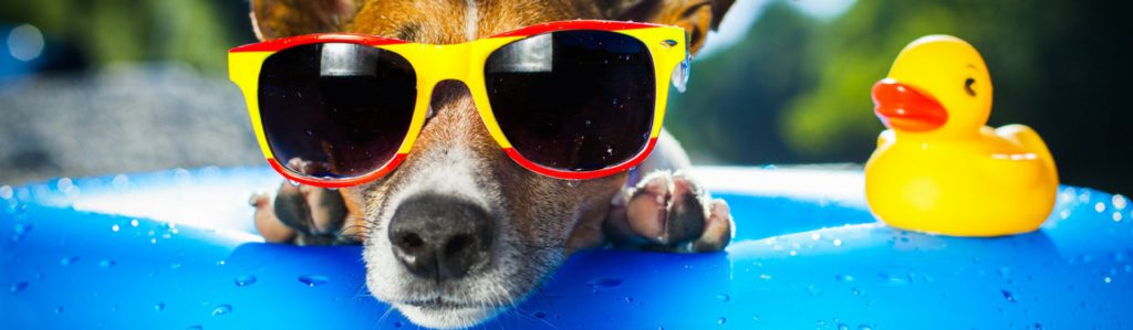 Con el calor, los perros también tienen ganas de playa y piscina (Istock)