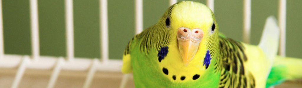 Si no encuentras solución acude a tu veterinario más cercano (Istock)