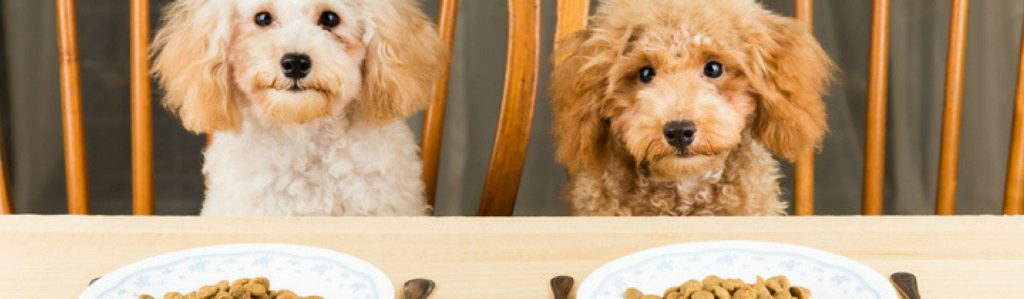Los perros también pueden tomar alimentos para humanos (Istock)