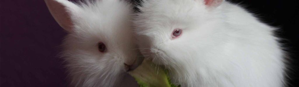 Ten mucho cuidado con que le das a tu conejo (Pixabay)
