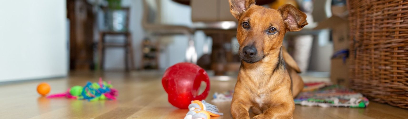 Recicla las cosas de casa para hacer juguetes a tu perro (Istock)