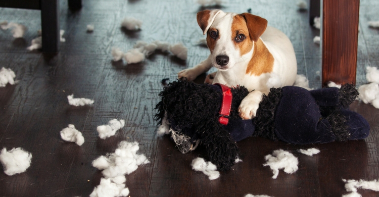 EL ejercicio le vendrá bien para no morderlo todo a su paso (Istock)