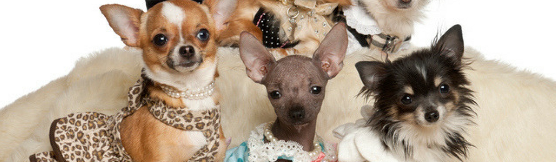 Sea macho o sea hembra, todos son adorables (Istock)