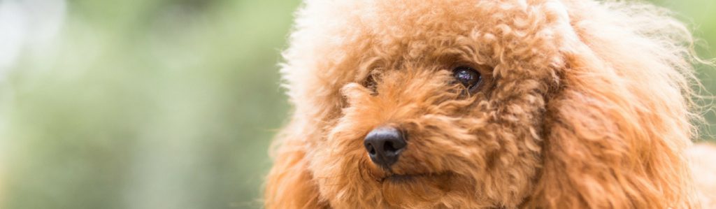 El caniche, un amor de perro (Foto: iStock)