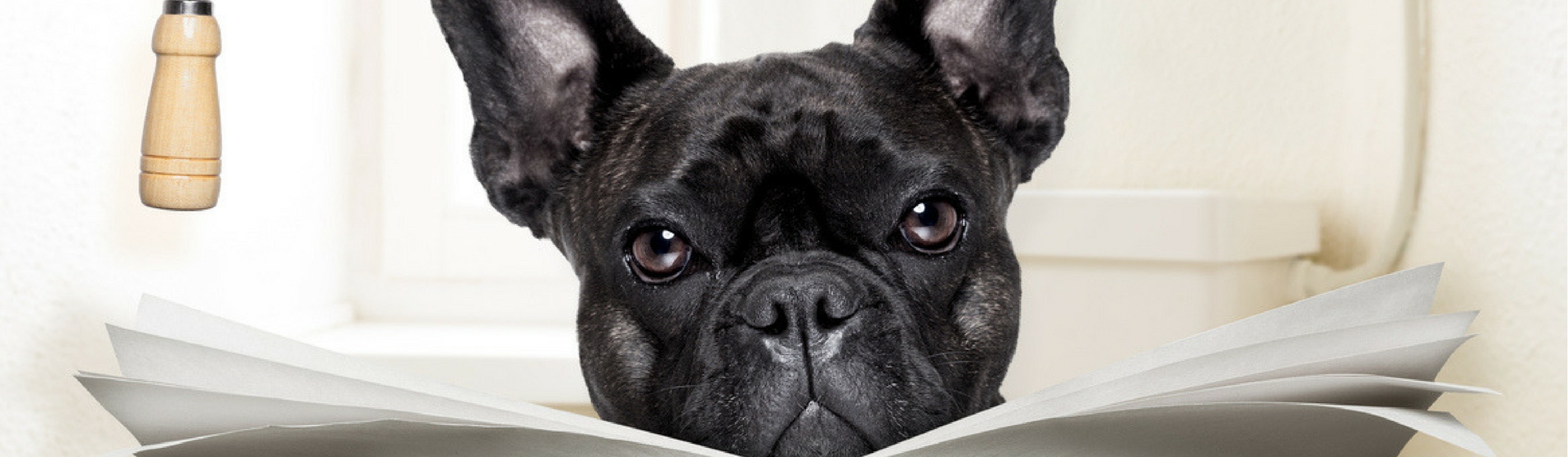 Las heces pueden convertirse ne un 'manjar' (Fuente: iStock)