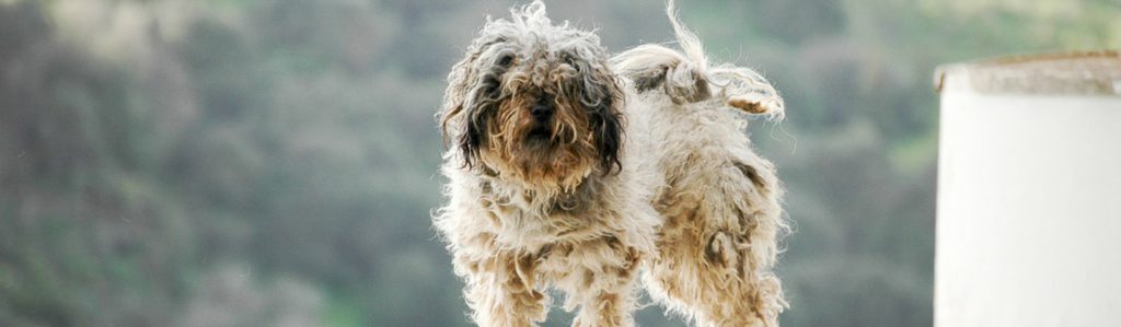 No permitas que tu perro termine hecho un asco (Istock)