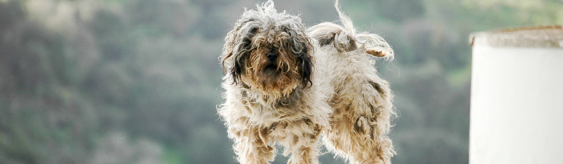 No permitas que tu perro termine hecho un asco (Istock)