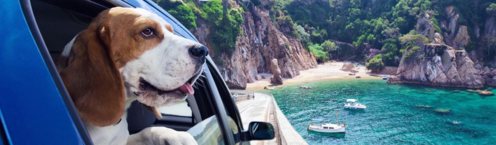 No dejes que viajar con tu perro se convierta ne una odisea (Foto: iStock)