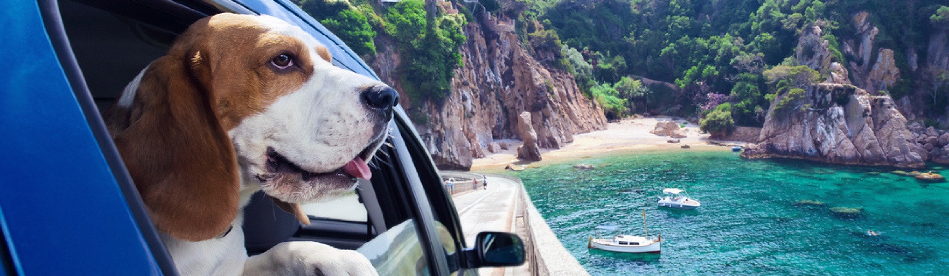 No dejes que viajar con tu perro se convierta ne una odisea (Foto: iStock)
