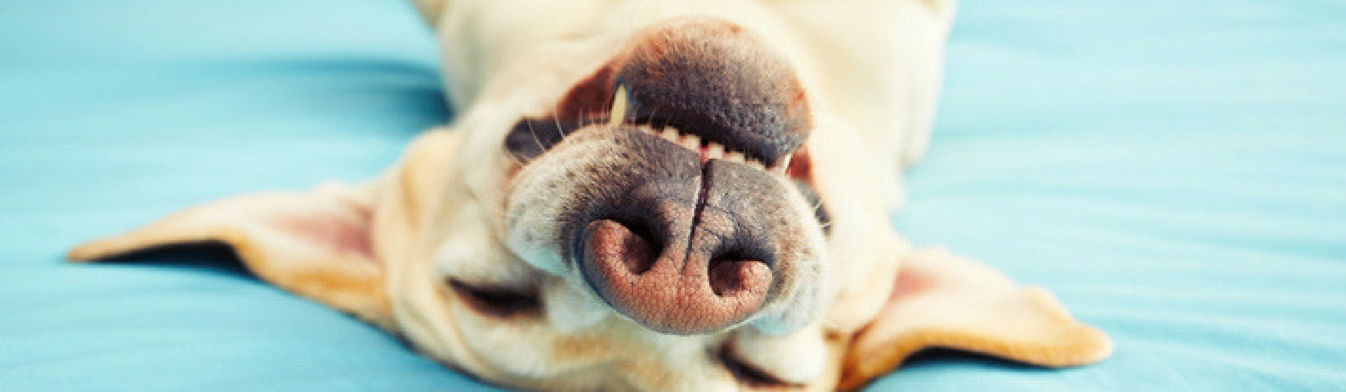 Las mascotas son muy agradecidas cuando se les acaricia (Foto. Istock)