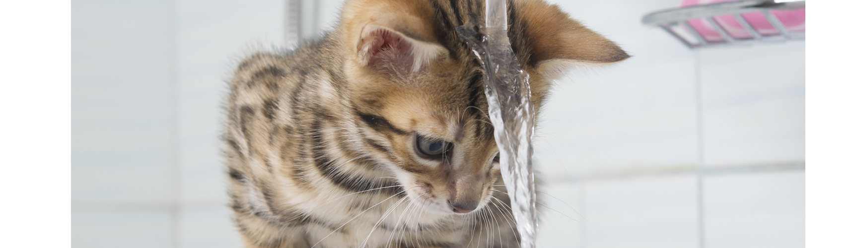 alternativas bañar gato