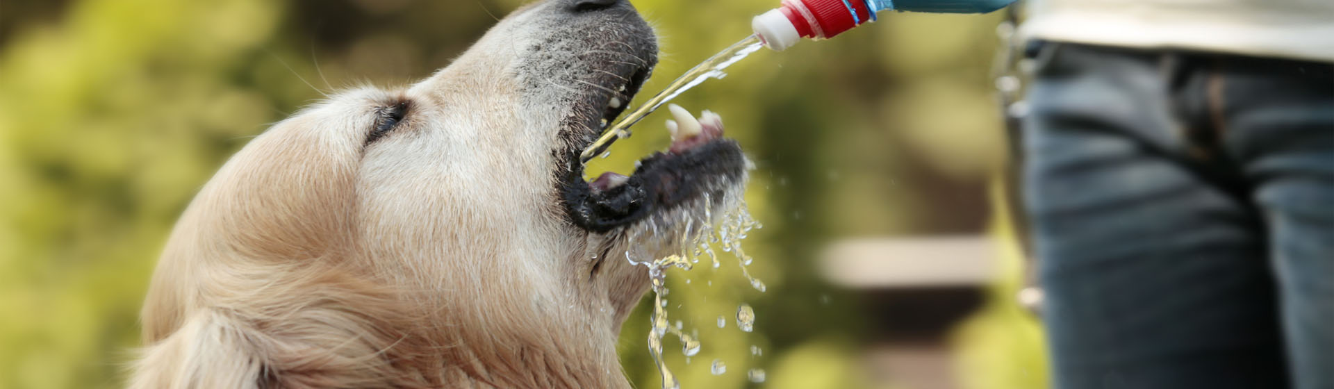 Cómo saber si mi mascota tiene deshidratación (iStock)