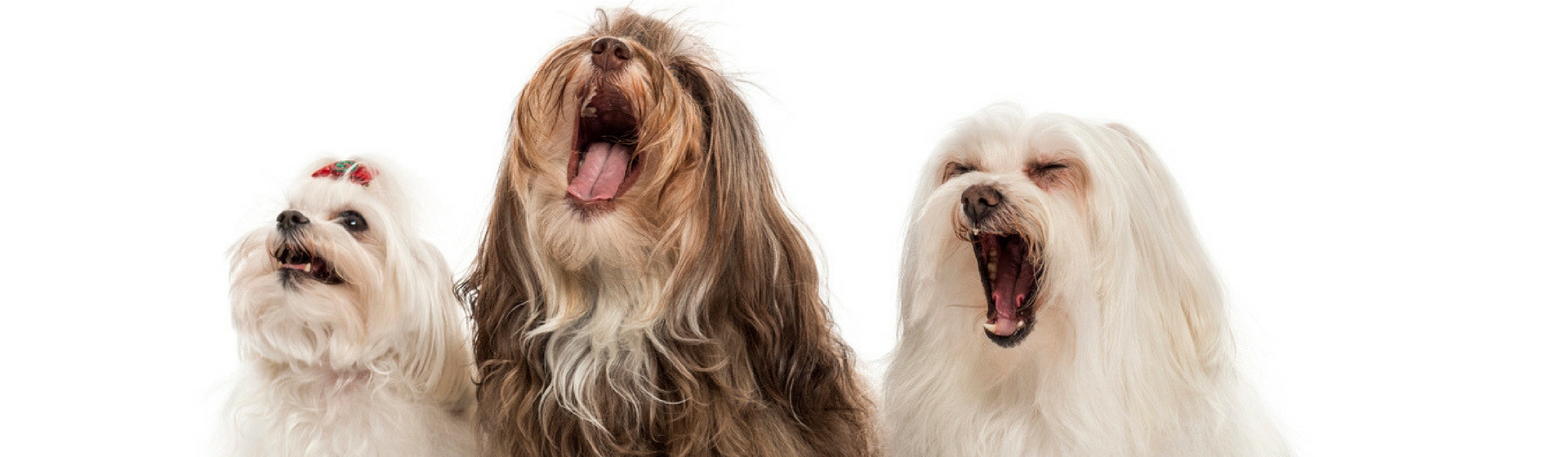 ¡Que los ladridos de tu perro no te arruinen el día (Foto. Istock)