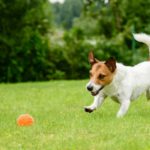 Los perros adoran jugar (Istock)