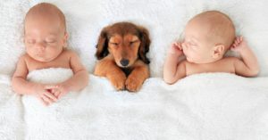 ¡Son como bebés! (Istock)