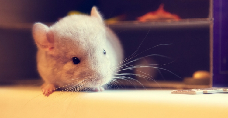 No te olvides de la arena para el pelo de tu chinchilla (Istock)