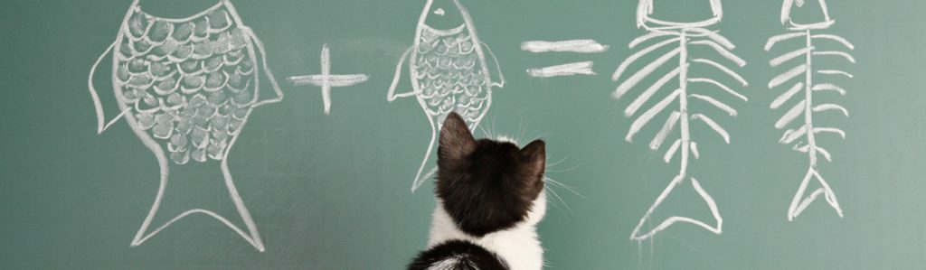 Adiestrar a tu gato no tiene por qué ser una tarea difícil (Istock)
