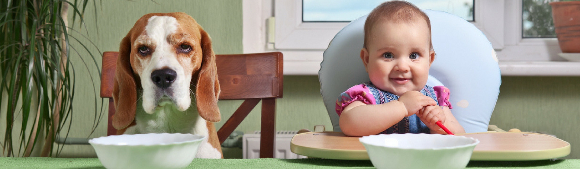 Perros y humanos, más parecidos de lo que pensamos (Istock)