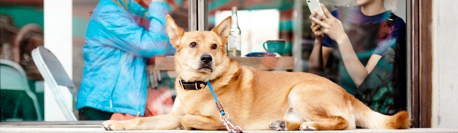 A tu mascota le encantarán estos restaurantes (Pixabay)