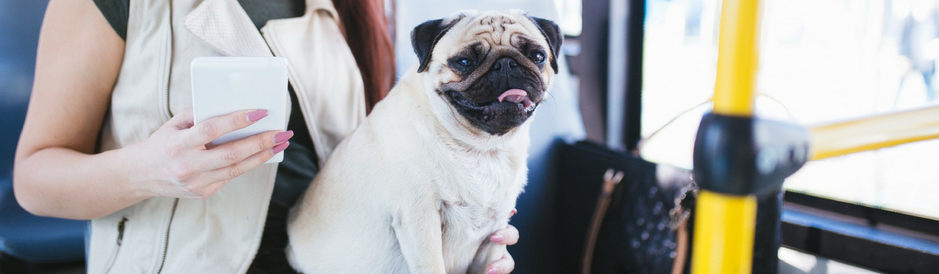 Viajar en transporte público con tu perro ya no será un problema (Istock)
