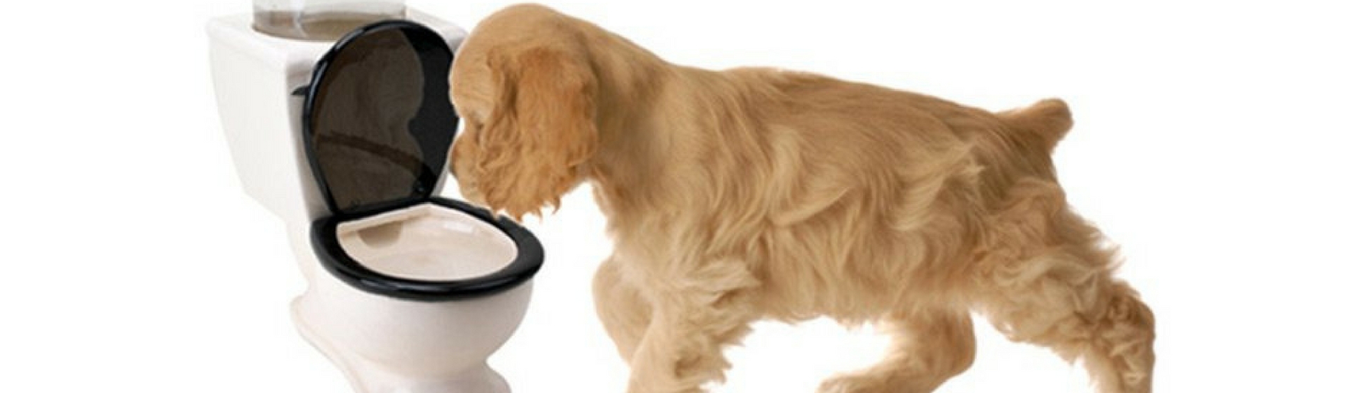 Inodoro para perros, le encantará (Amazon)