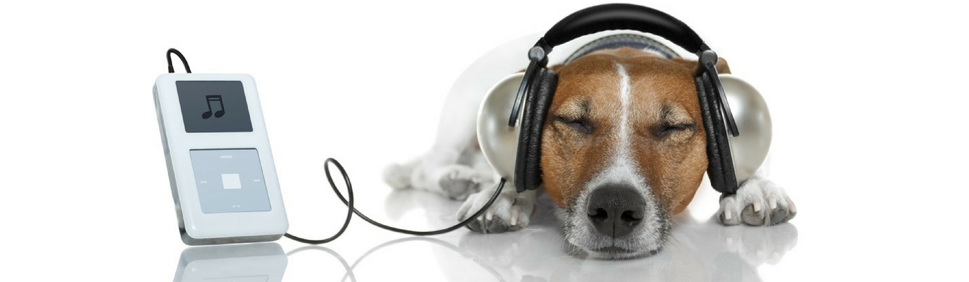 ¿Quién dijo que los conciertos eran sólo para personas? (Pixabay)