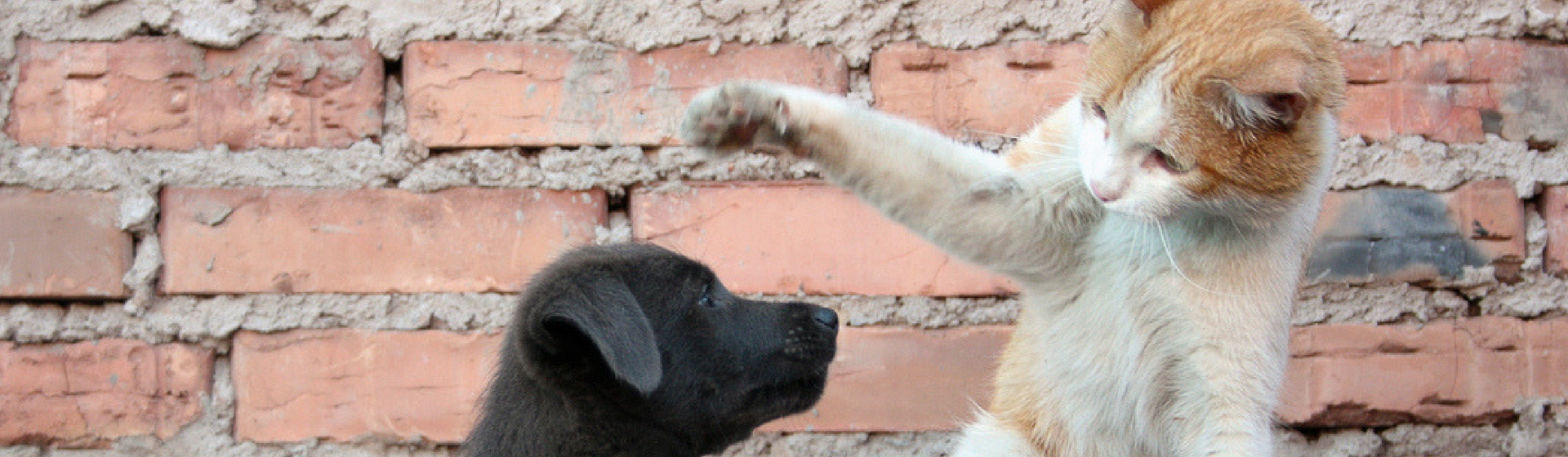 Los perros y gatos no tienen por qué llevarse mal (Istock)