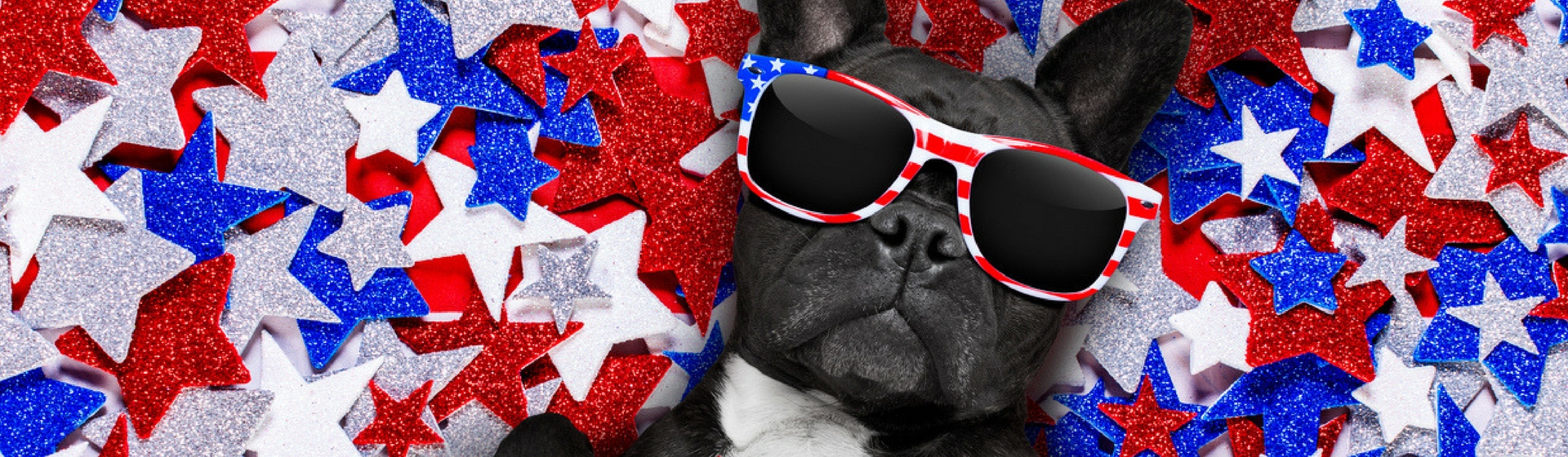 Muchos perros se convierten en verdaderas 'celebrities' (Istock)