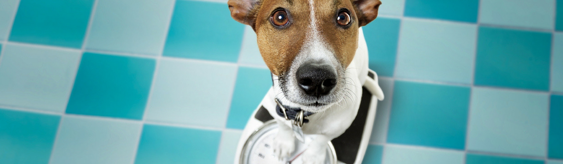 La obesidad en animales es mucho más común delo que piensas (Istock)