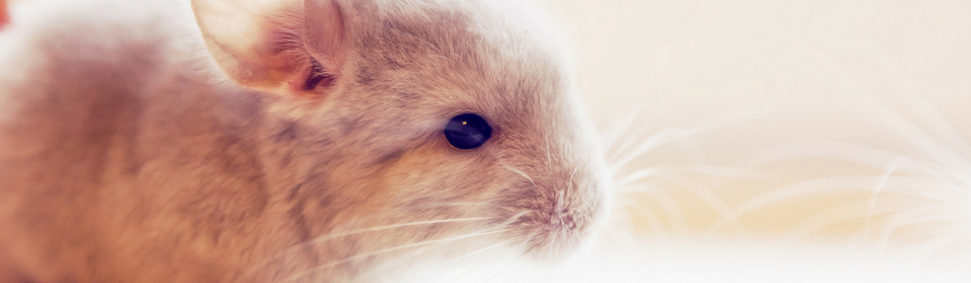 La chinchilla es un animal cariñoso y tranquilo (Istock)