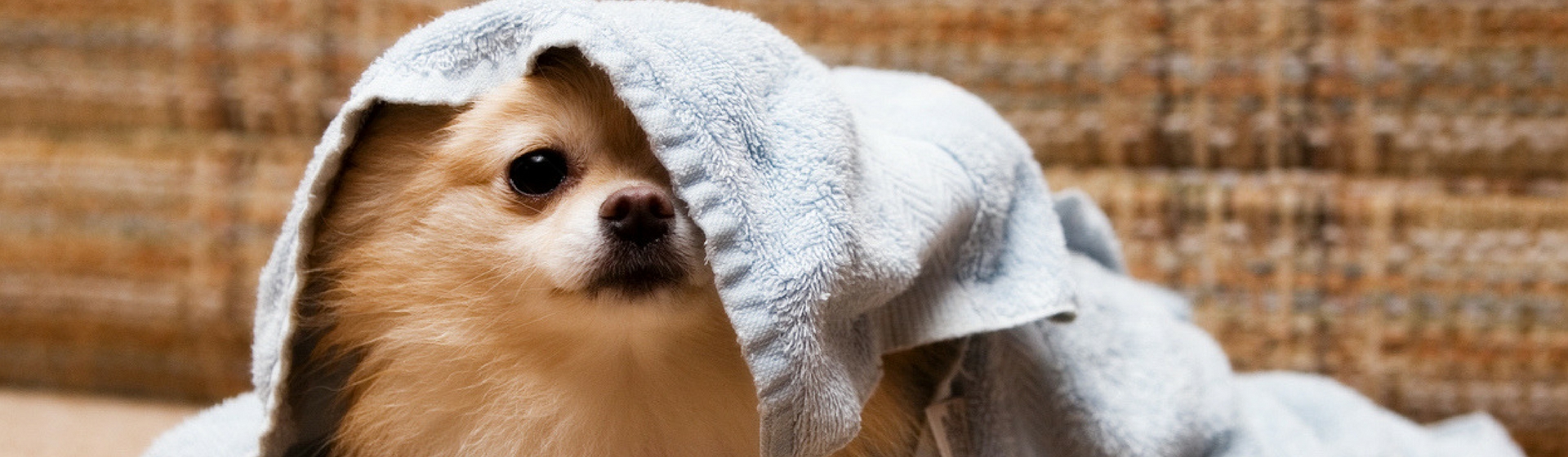 Que tu mascota huela mal es un problema fácil de solucionar (Istock)