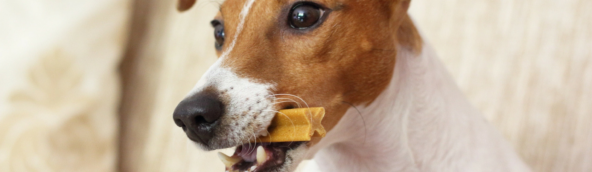 Los 'snacks' tienen que ser un premio al buen comportamiento de tu perro (Istock)