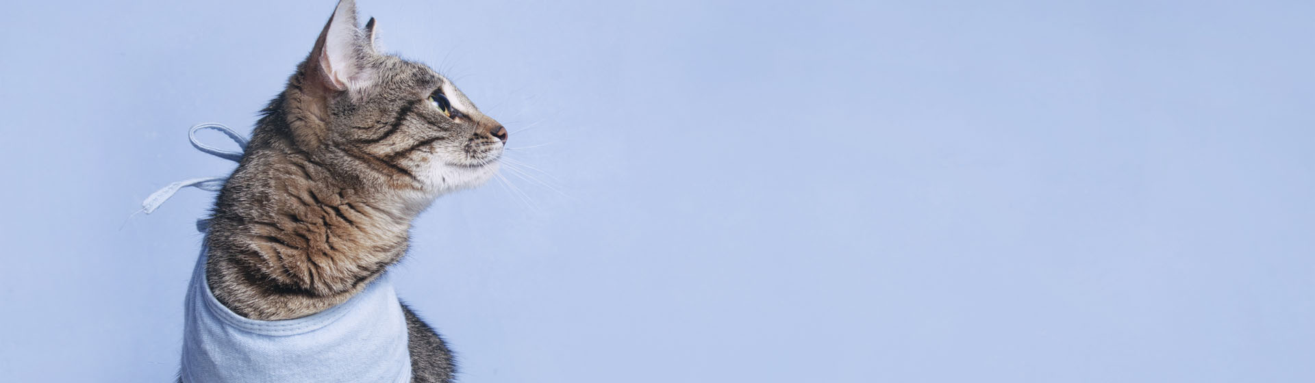 8 cosas que debes saber si vas a castrar a tu gato (iStock)