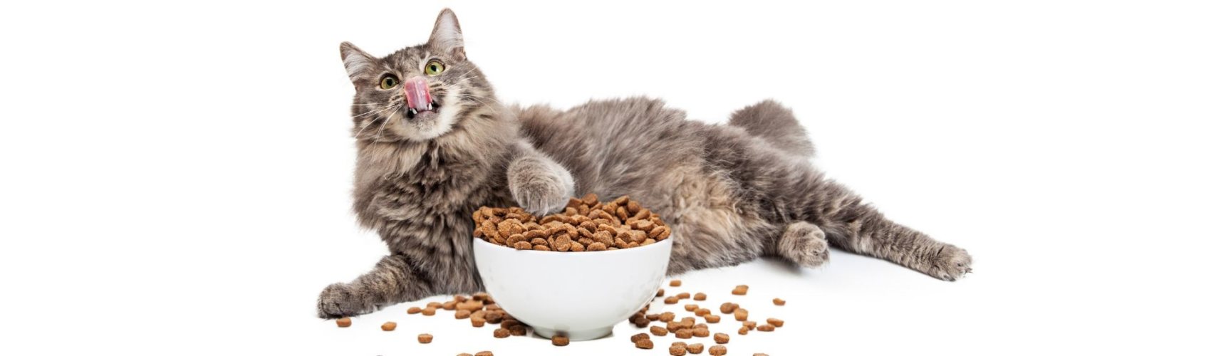 cómo poner a dieta a tu gato (Istock)