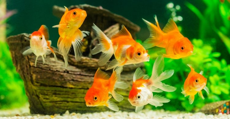 Los peces de agua dulce son muy fáciles de mantener (Istock)