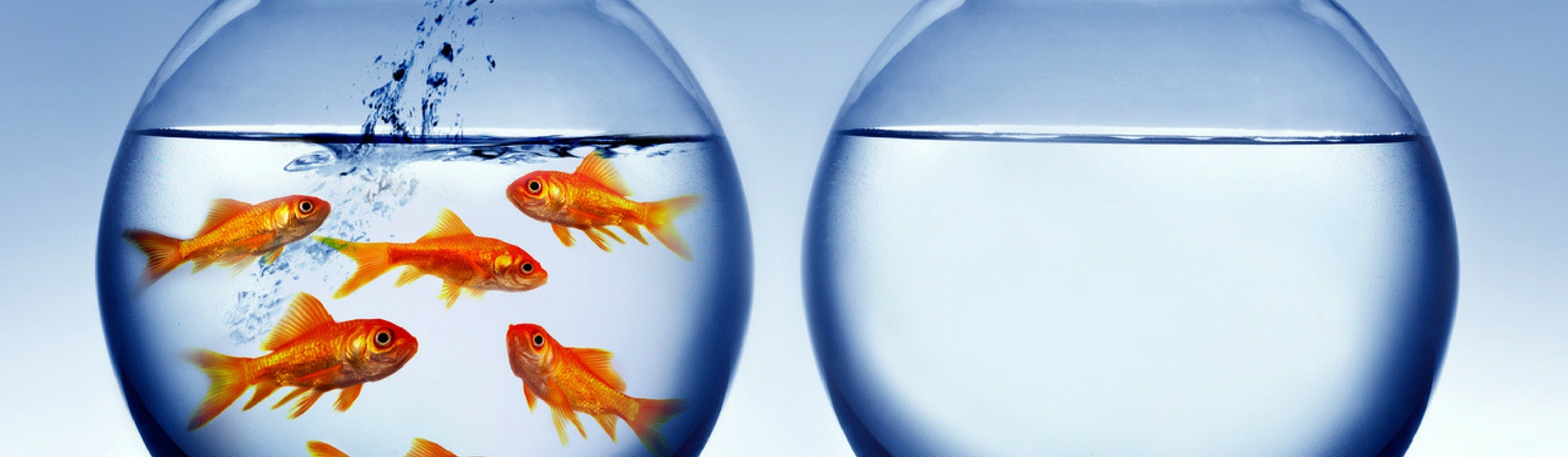 ¿Peces de agua dulce o de agua salada? (Istock)