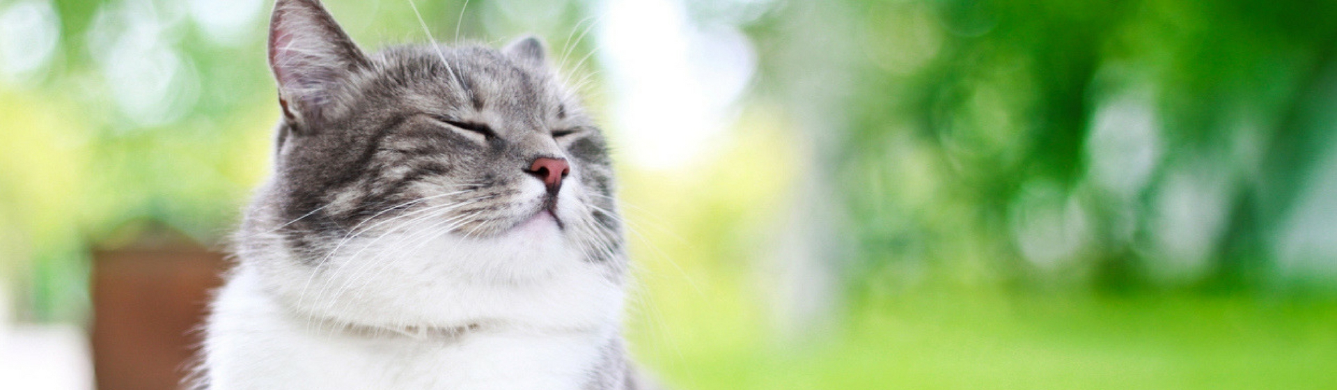 La elección del nombre de tu gato no es un tema fácil (Istock)