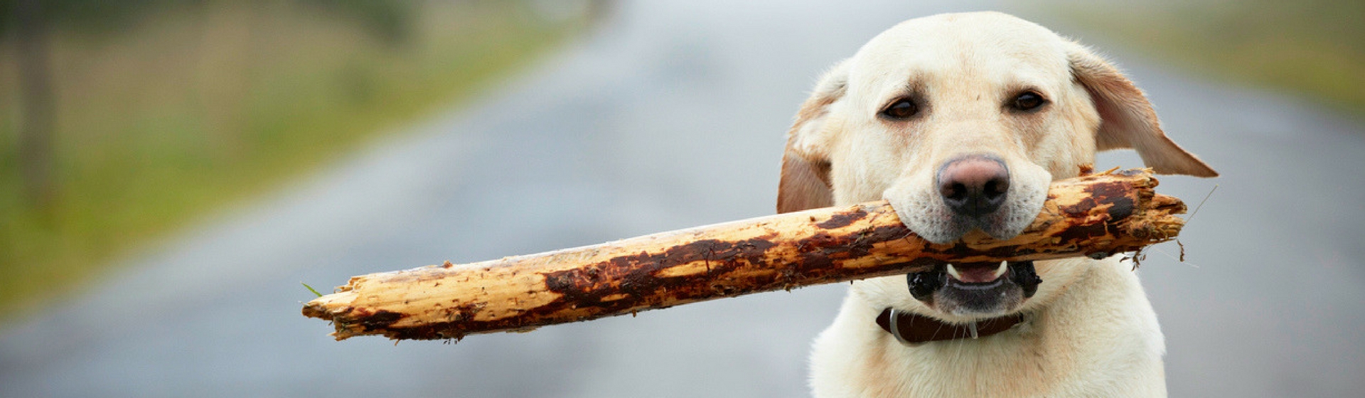 Tienes que tener cuidado con los juguetes que le das a tu perro (Istock)