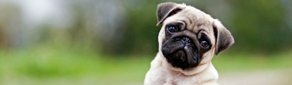 El cambio de estación también afecta a tu mascota (Istock)