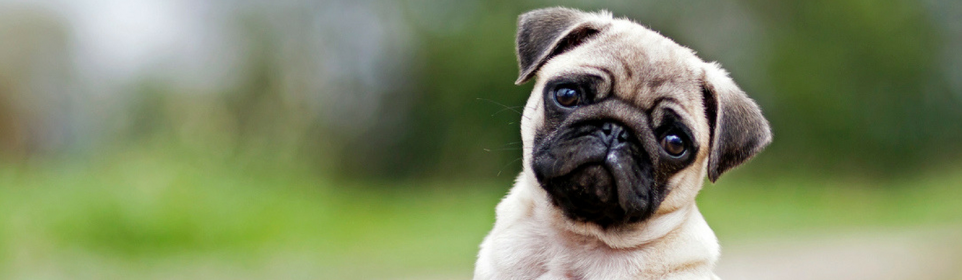 El cambio de estación también afecta a tu mascota (Istock)