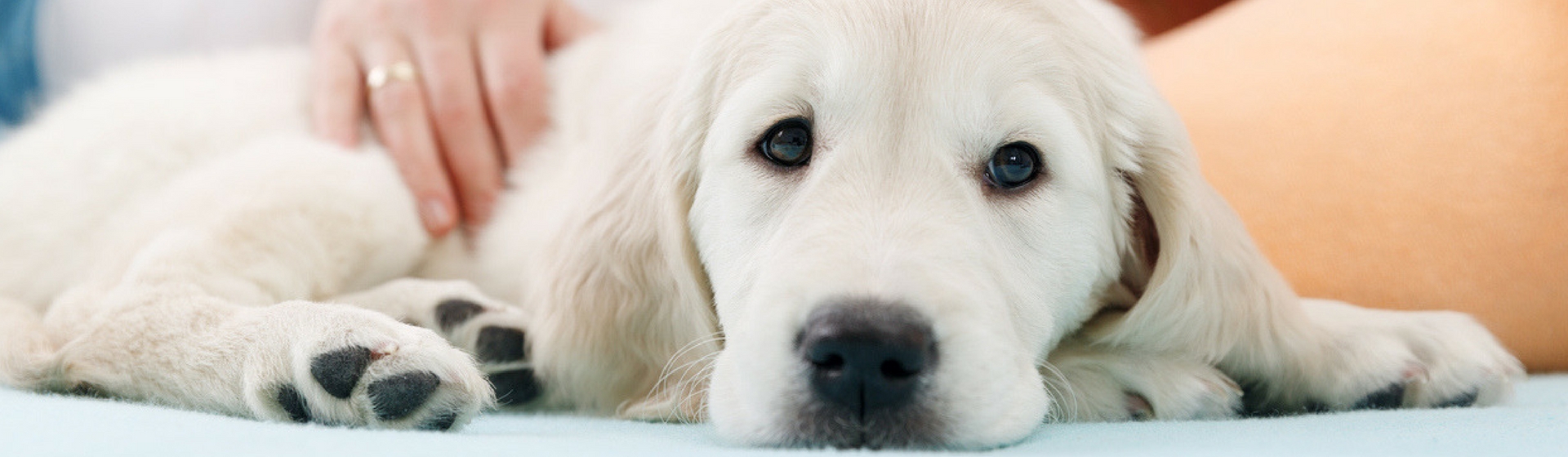 Más del 60% de las perras no esterilizadas sufren al menos un embarazo psicológico (Istock)