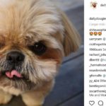 Dougie (@dailydougie)