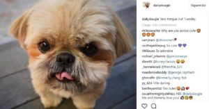 Dougie (@dailydougie)