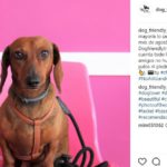 Eros (@dog_friendly_traveler)