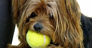 Pelotas de tenis (Pixabay)